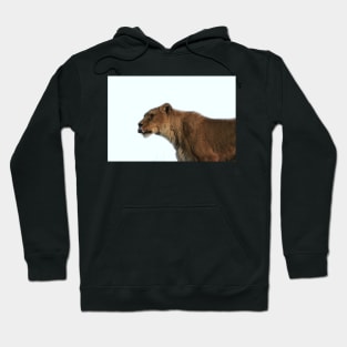 Lioness Hoodie